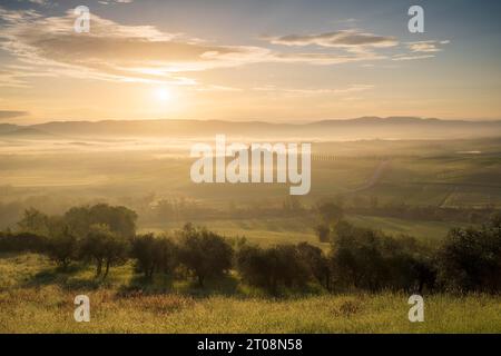 Tenuta Poggio Covili con viale di cipresso (Cupressus) all'alba, vicino a San Quirico d'Orcia, Val d'Orcia, provincia di Siena, Toscana, Italia Foto Stock