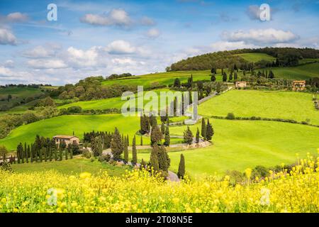 viale Cipresso (Cupressus) lungo una strada tortuosa, Monticchiello, Val d'Orcia, Val d'Orcia, Toscana, provincia di Siena, Italia Foto Stock