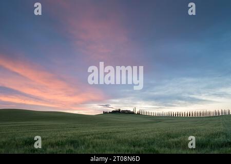 Tenuta Poggio Covili con Viale dei Cipressi (Cupressus), San Quirico d'Orcia, Val d'Orcia, Toscana, Italia Foto Stock