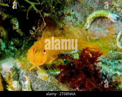 Blenny variabile (Parablennius pilicornis), sito di immersione riserva marina Cap de Creus, Rosas, Costa Brava, Spagna, Mar Mediterraneo Foto Stock