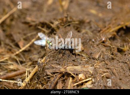 Gruppi di mosche a gambe lunghe sono spesso visti su sterco fresco. Si tratta di simulazioni formiche e chiamate anche mosche Black Scavenger. Agitano costantemente le loro ali. Foto Stock