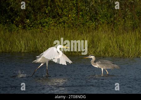 Incontro tra la grande egretta (Ardea alba) e l'airone grigio (Ardea cinerea), pesca, Assia, Germania Foto Stock