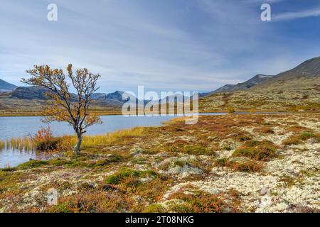 Betulla in autunno sulla riva del lago, montagne sullo sfondo, Doralen, Rondane National Park, Innlandet, Oppland, Norvegia Foto Stock