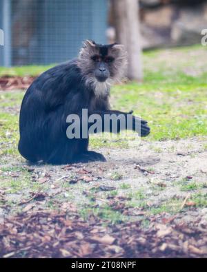 una scimmia in uno zoo che guarda la macchina fotografica Foto Stock