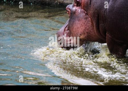 Un primo piano di una faccia di un ippopotamo che beve acqua. Foto Stock