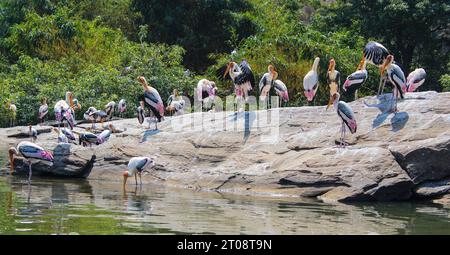 Un gruppo di cicogne dipinte al sole e acqua potabile. Foto Stock