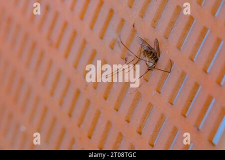 Vista ravvicinata di una zanzara morta sullo Swatter. corpo di zanzara morto nelle reti di swatter. Foto Stock