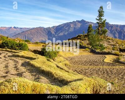 Paesaggio agricolo al Colca Canyon vicino al villaggio di Cabanaconde, Perù Foto Stock
