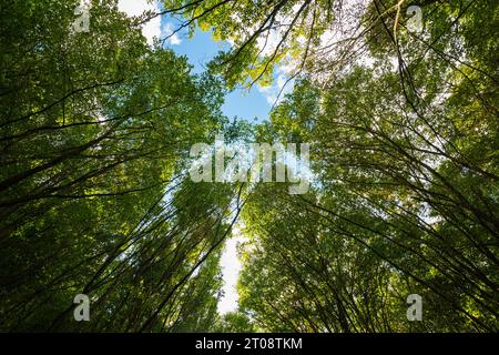 Contesto del concetto di carbonio netto zero o emissioni zero. Alberi dal basso nella foresta con cielo parzialmente nuvoloso. Foto Stock