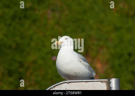 Il giovane Herring Gull a riposo, John Gollop Foto Stock