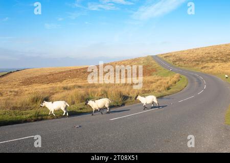 Pecore che attraversano una strada che potrebbe comportare un rischio di traffico, Dartmoor, Regno Unito - John Gollop Foto Stock