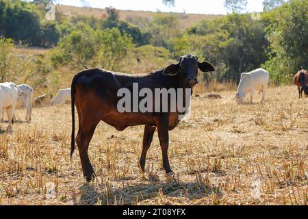 mucche e buoi in mandria sul prato asciutto. Una mucca sta guardando la telecamera. mandria di bovini Foto Stock