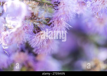 Bartlettina sordida (nebbia viola) fioritura di fiori Foto Stock