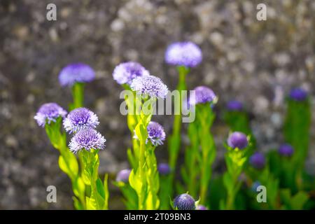 Fiore di palla comune viola. Primo piano dell'impianto di fioritura. Globularia bisnagarica. Foto Stock