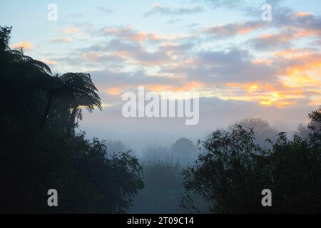 Foresta neozelandese, moody May, vibrazioni autunnali. Nebbia nella foresta pluviale, sagome degli alberi. Foto Stock