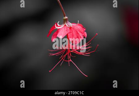 Fiore di ibisco rosso su sfondo scuro. Foto Stock