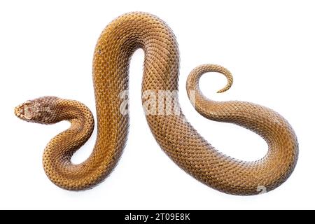Vista dall'alto primo piano del grande serpente Vipera seoanei che strisciava su sfondo bianco Foto Stock