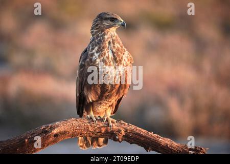 Buzzarda comune predatoria con piumaggio marrone seduto su un serpente grezzo e in attesa di preda su sfondo sfocato nella natura Foto Stock