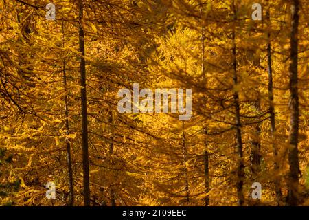 Alti tronchi di alberi con foglie di giallo brillante che crescono nella foresta autunnale nelle giornate di sole Foto Stock