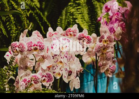 fiori di orchidea bianchi con piccoli puntini Foto Stock