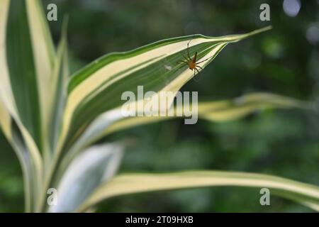 Vista angolare bassa di un ragno di Lynx di colore arancione (Oxyopidae), si trova sulla sua rete di ragni (nido) realizzata sotto una foglia di bambù Lucky a strisce bianche (Dracaena Foto Stock