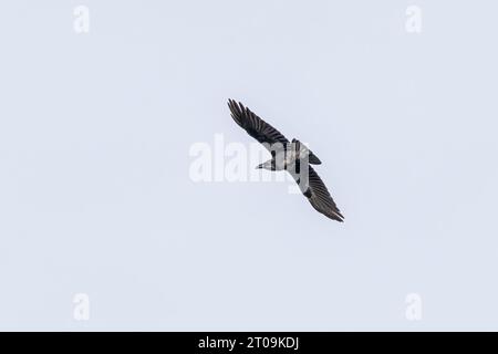 Primo piano di un Raven adulto volante, Corvus corax, sopra la valle del torrente Rolder Diep nella provincia olandese di Drenthe sullo sfondo di cl Foto Stock
