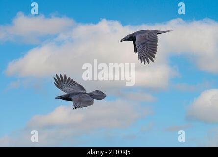 Primo piano di due Ravens adulti volanti, Corvus corax, sopra la valle del torrente Rolder Diep nella provincia olandese di Drenthe sullo sfondo di Foto Stock