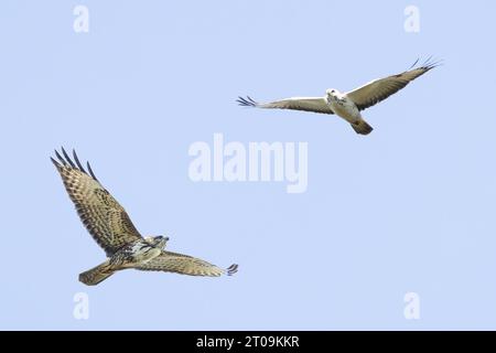 Primo piano di due Buzzard comuni, buteo buteo, uno prevalentemente bianco e uno marrone e bianco marmorizzato su uno sfondo di colore chiaro e persino grigio Foto Stock