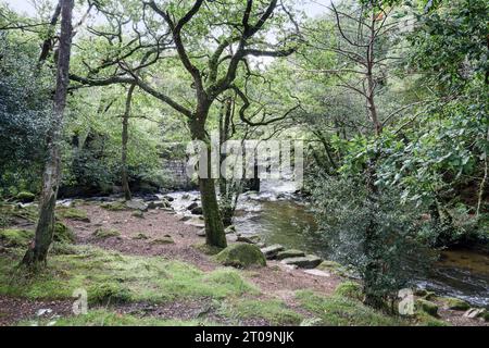 La destra del fiume Meavy, incontra il fiume Plym a Shaugh Bridge a Dewerstone Woods, ai margini di Dartmoor nel South Devon. Foto Stock