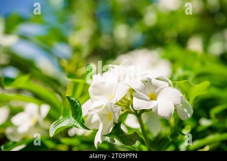 Foto stock di Plumeria pudica Flowers bianco su verde Foto Stock