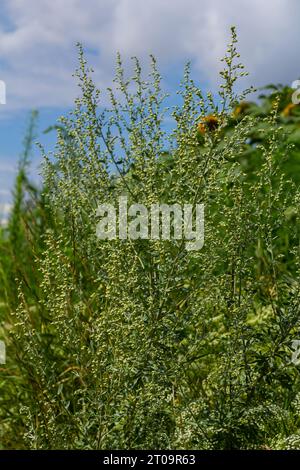 Foglie grigie verdi di Wormwood con bellissimi fiori gialli. Artemisia absinthium absinthium, adsinthe pianta di fioritura del legno d'erba, primo piano macro. Foto Stock