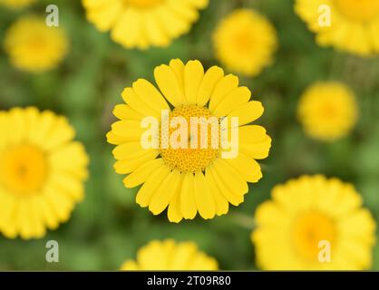 Camomilla gialla - Anthemis tinctoria Foto Stock