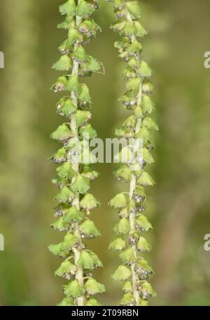 Ragweed - Ambrosia artemisiifolia Foto Stock