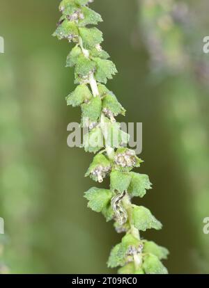 Ragweed - Ambrosia artemisiifolia Foto Stock