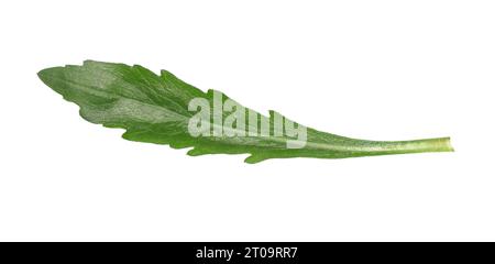 Seghettato Fireweed - Senecio minimus Foto Stock