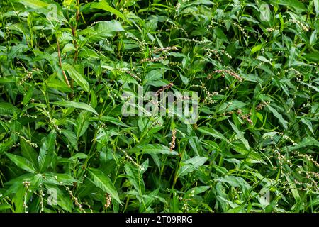 Erbaccia Persicaria lapathifolia cresce in un campo tra le colture agricole. Foto Stock