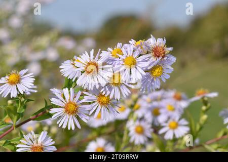 Tarda Michaelmas-daisy - Aster x versicolor Foto Stock