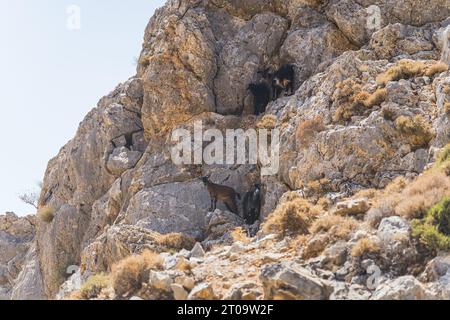Capre di montagna sull'isola di Creta vicino alla spiaggia Seitan Limania. Foto di alta qualità Foto Stock