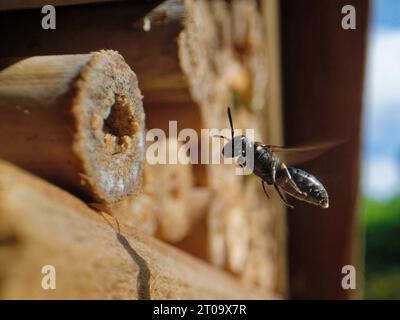Ape gialla comune (Hylaeus communis) che vola nella sua tana di nido in un hotel di insetti, Wiltshire Garden, Regno Unito, luglio. Foto Stock
