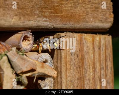 Ape carder di lana (Anthidium manicatum) femmina che emerge da una fessura in un hotel di insetti in un giardino, Wiltshire, Regno Unito, luglio. Foto Stock