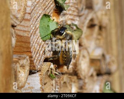Legna tagliafili (Megachile ligniseca) femmina che rimuove il cerchio di foglie portato da un'altra ape che gareggia per la stessa tana in un hotel di insetti. Foto Stock