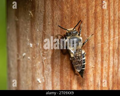 Api dalla coda tagliente e scintillanti e ventilate/api cuculo (Coelioxys inermis) che riposano su un hotel di insetti vicino ai nidi di api Leafcutter che quest'ape parassita, Regno Unito. Foto Stock