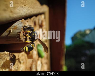 Vespa da muratore/vespa da vasaio (Ancistrocerus sp.) Sigillando il suo buco in un hotel di insetti con una palla di fango tenuta nelle sue mascelle, nel giardino del Wiltshire, Regno Unito, luglio. Foto Stock