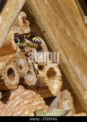 Vespa da muratore/vespa da vasaio (Ancistrocerus sp.) Atterraggio al suo buco di nido in un hotel di insetti con un bruco per le sue grubbe da sfamare, Regno Unito, luglio. Foto Stock