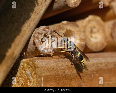 Vespa da muratore/vespa da vasaio (Ancistrocerus sp.) Ispezione di un buco nel tubo di bambù in un hotel di insetti, Wiltshire Garden, Regno Unito, luglio. Foto Stock