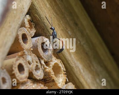 Grande pennant / vespa di carota selvatica (Gasteruption jaculator) che depone uova nel nido di un'ape comune con il volto giallo (Hylaeus communis) in un hotel di insetti. Foto Stock