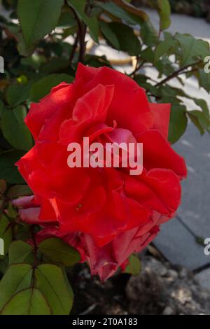 Flores de Jardín Foto Stock