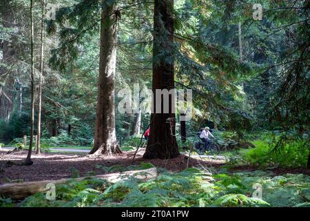 New Forest National Park in bicicletta lungo Rhinefield Ornamental Drive accanto al Tall Trees Trail, Brockenhurst, Hampshire, Inghilterra, Regno Unito Foto Stock