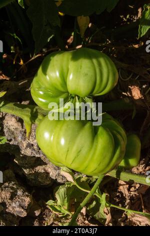 Tomates morunos en la huerta Foto Stock