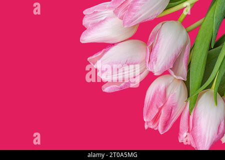 tulipani rosa bianchi su sfondo fucsia. Foto di alta qualità Foto Stock